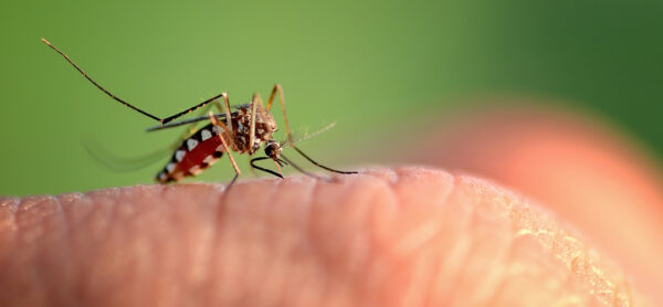 Evite a dengue combatendo o mosquito