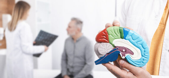 Modelo anatômico do cérebro usado para explicar a epilepsia e a importância do tratamento contínuo